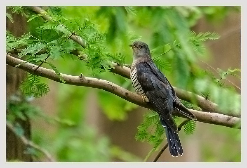 Oriental Cuckoo - Meghana Gokhale