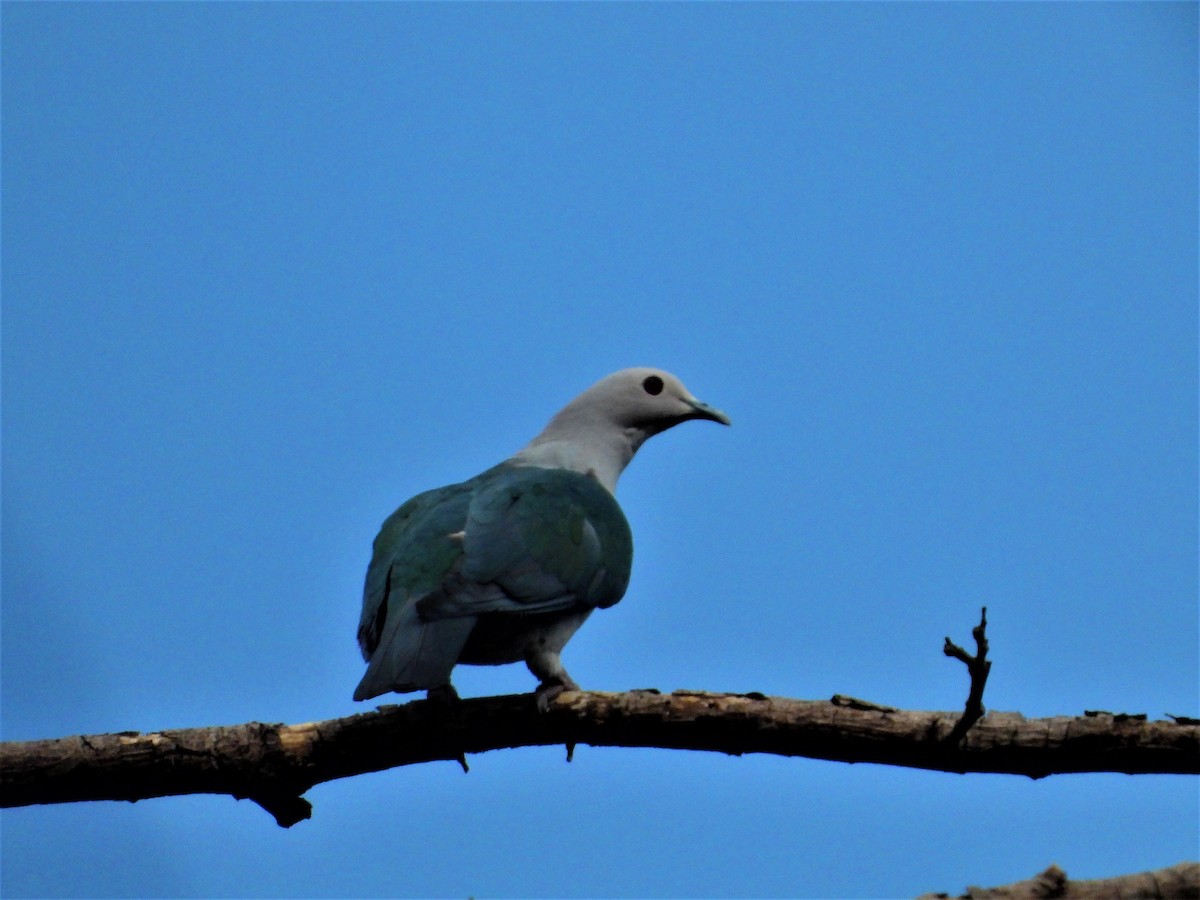 Green Imperial-Pigeon - Ronet Santos