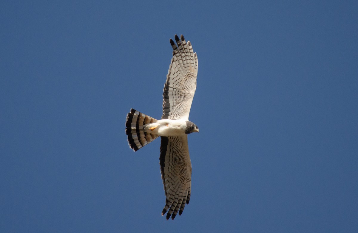 Long-winged Harrier - Club de Observadores de Aves Reserva Ecológica Costanera Norte