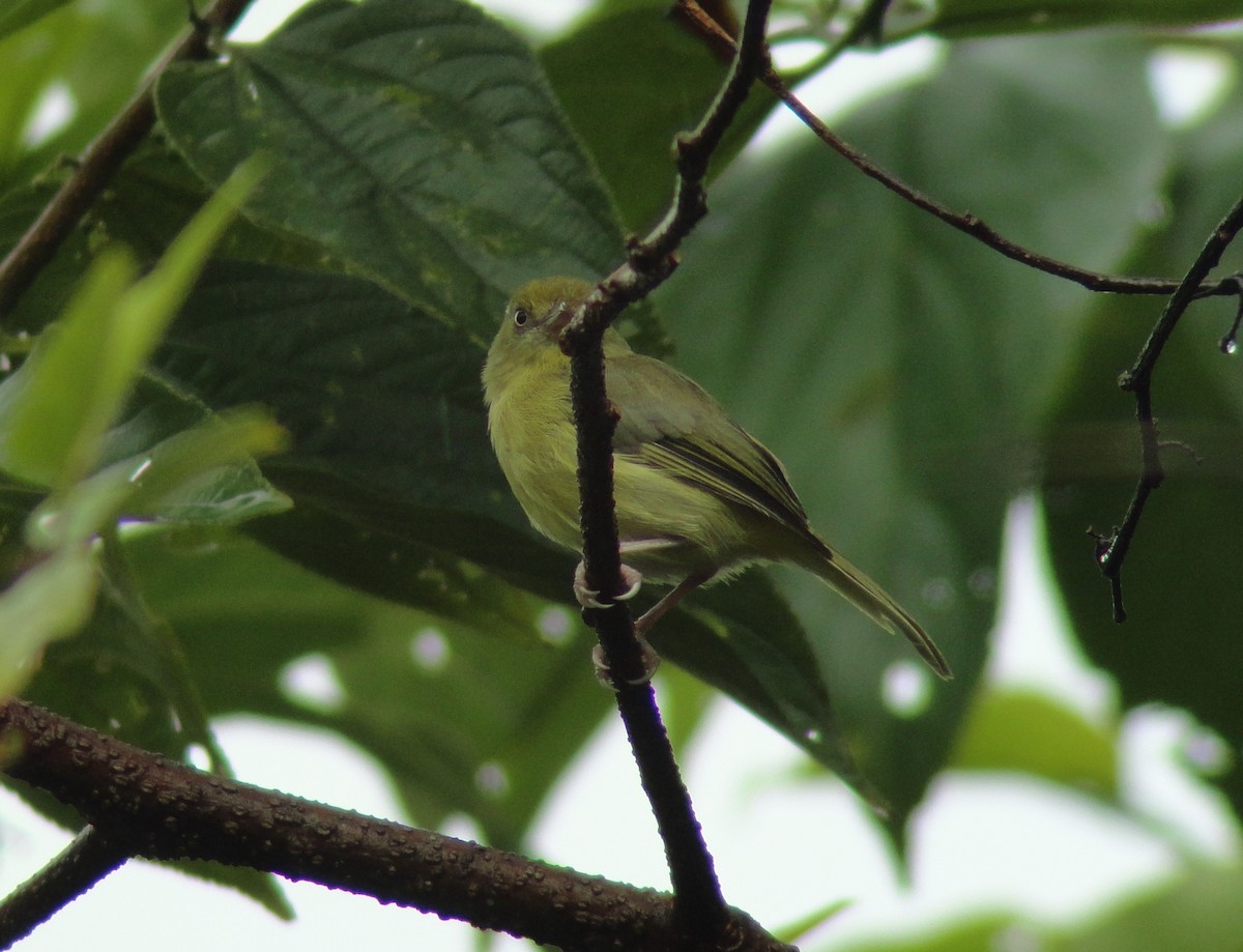 Olivaceous Greenlet - Marcelo Quipo