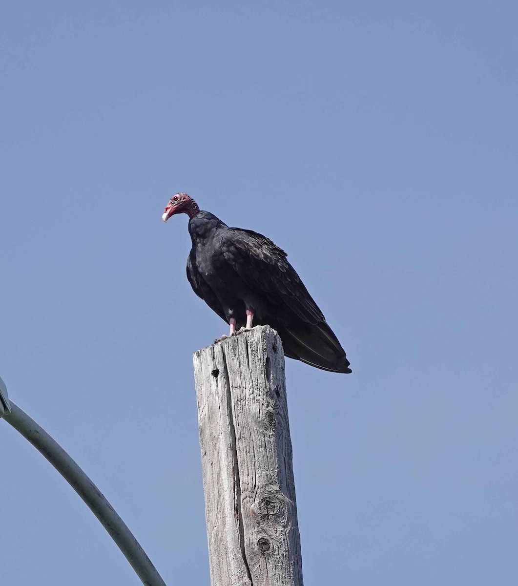Turkey Vulture - Sheridan Coffey