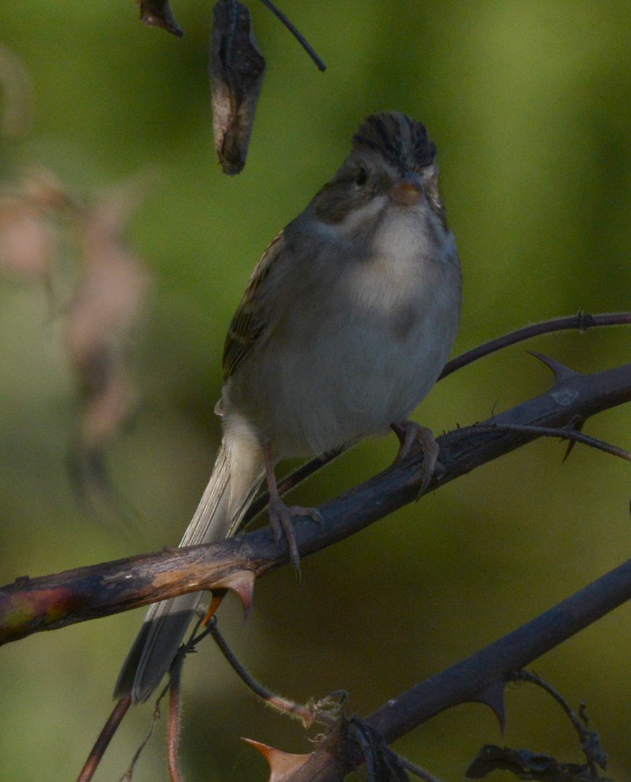 Clay-colored Sparrow - ML178256961