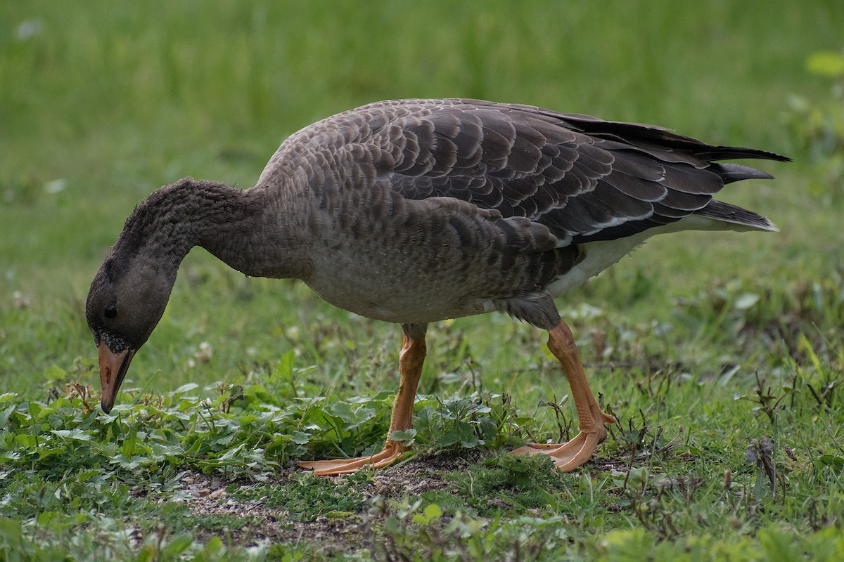 Greater White-fronted Goose - ML178257111