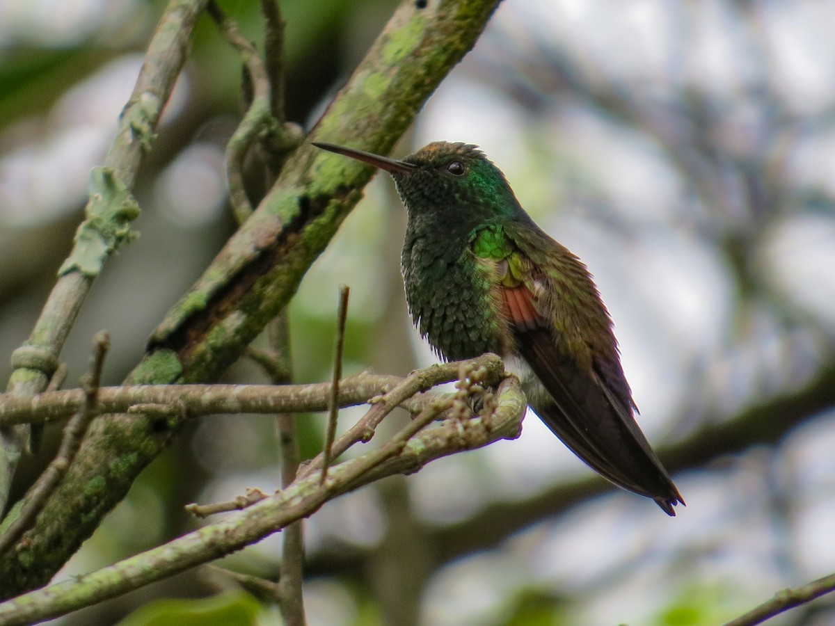 Blue-tailed Hummingbird - Helder Perez