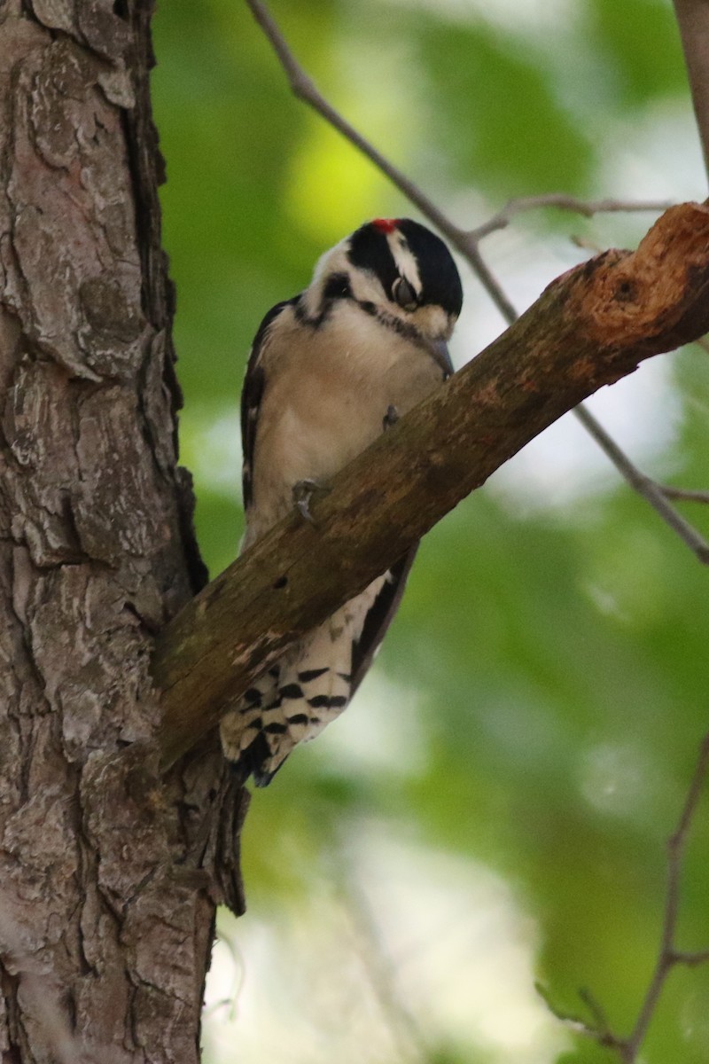 Downy Woodpecker - ML178262211