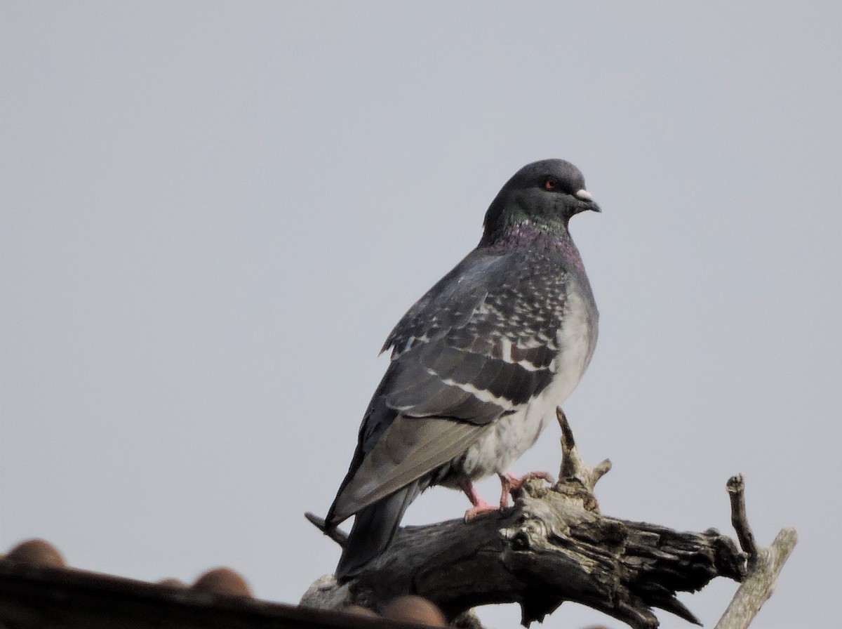 Rock Pigeon (Feral Pigeon) - ML178263691