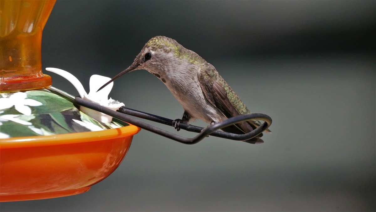 Anna's Hummingbird - ML178265591