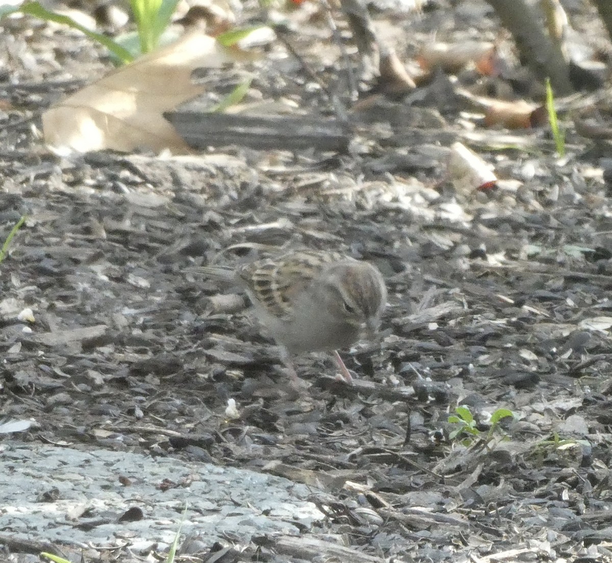 Chipping Sparrow - kim nordquest