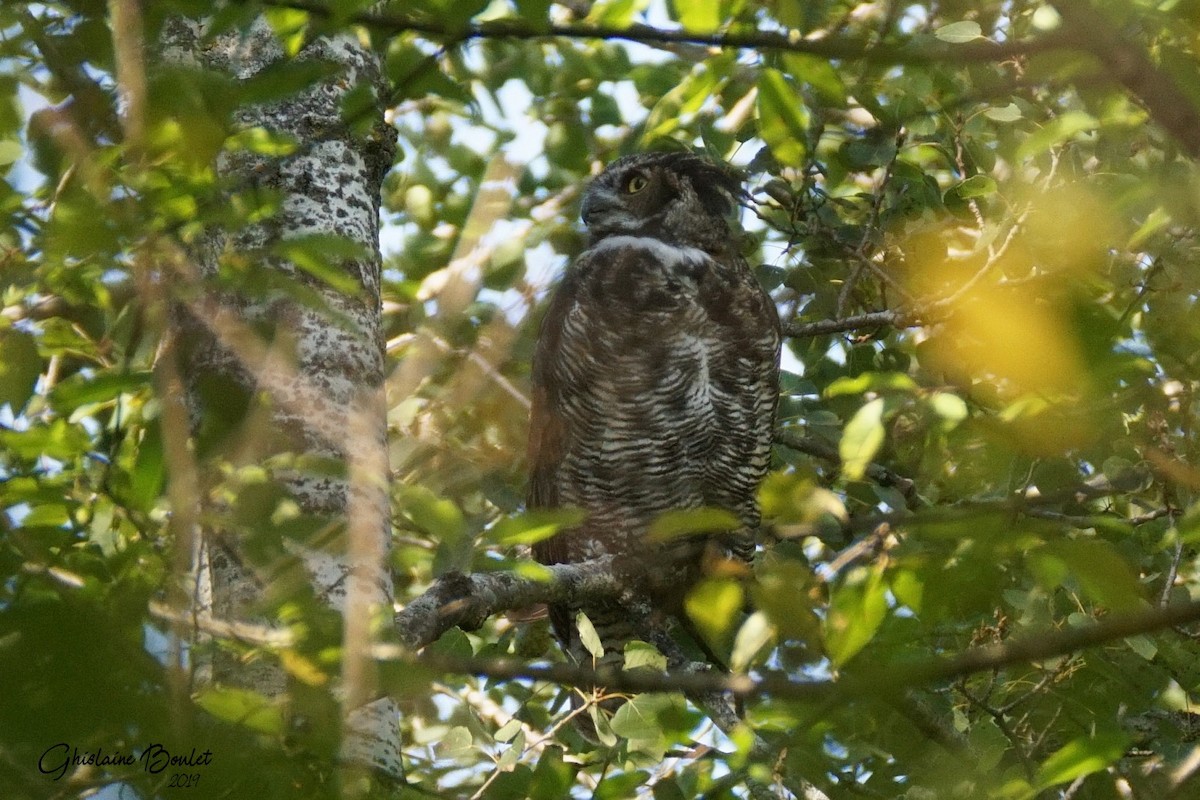 Great Horned Owl - Réal Boulet 🦆