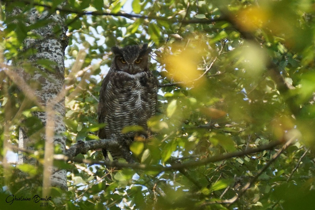 Great Horned Owl - Réal Boulet 🦆