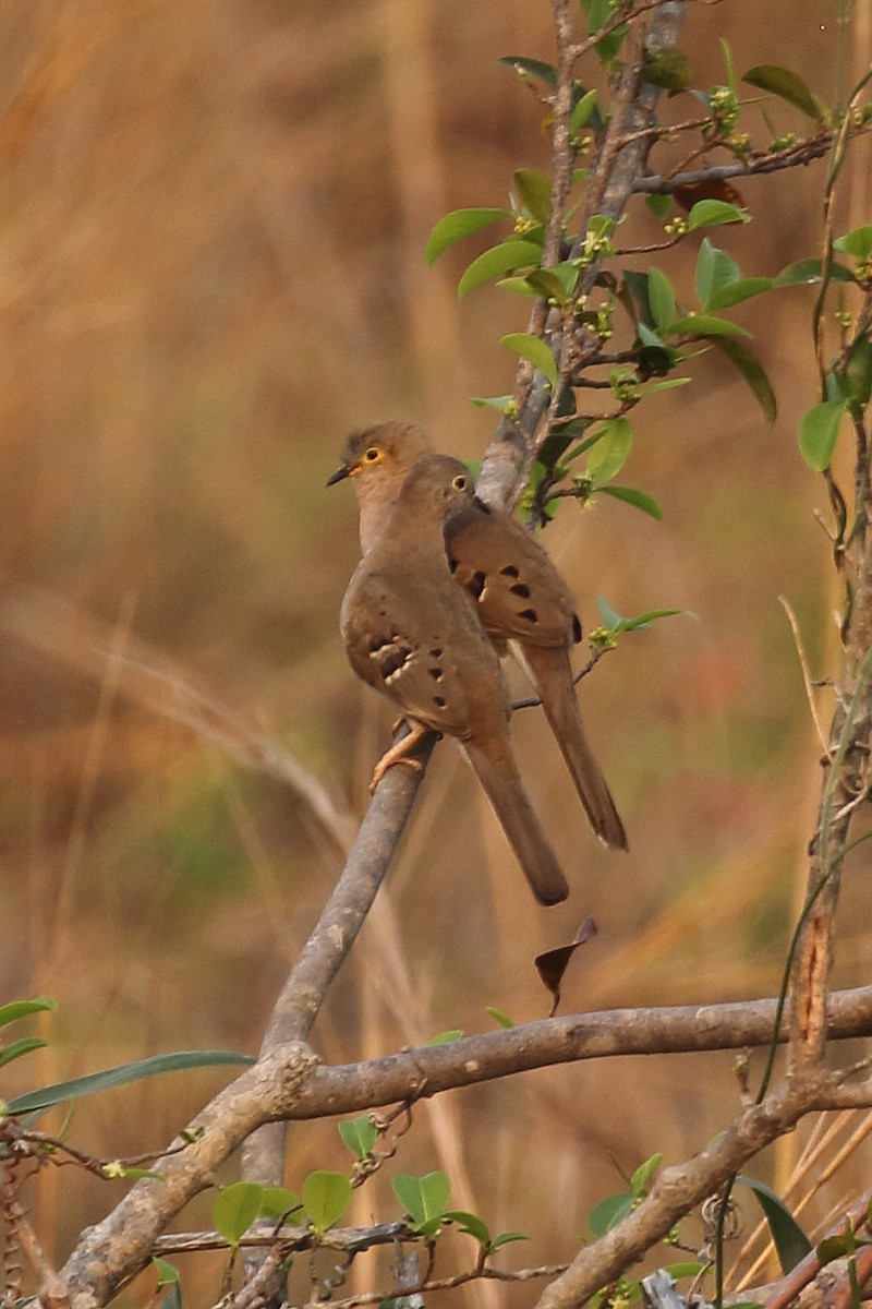 Long-tailed Ground Dove - Dan Vickers