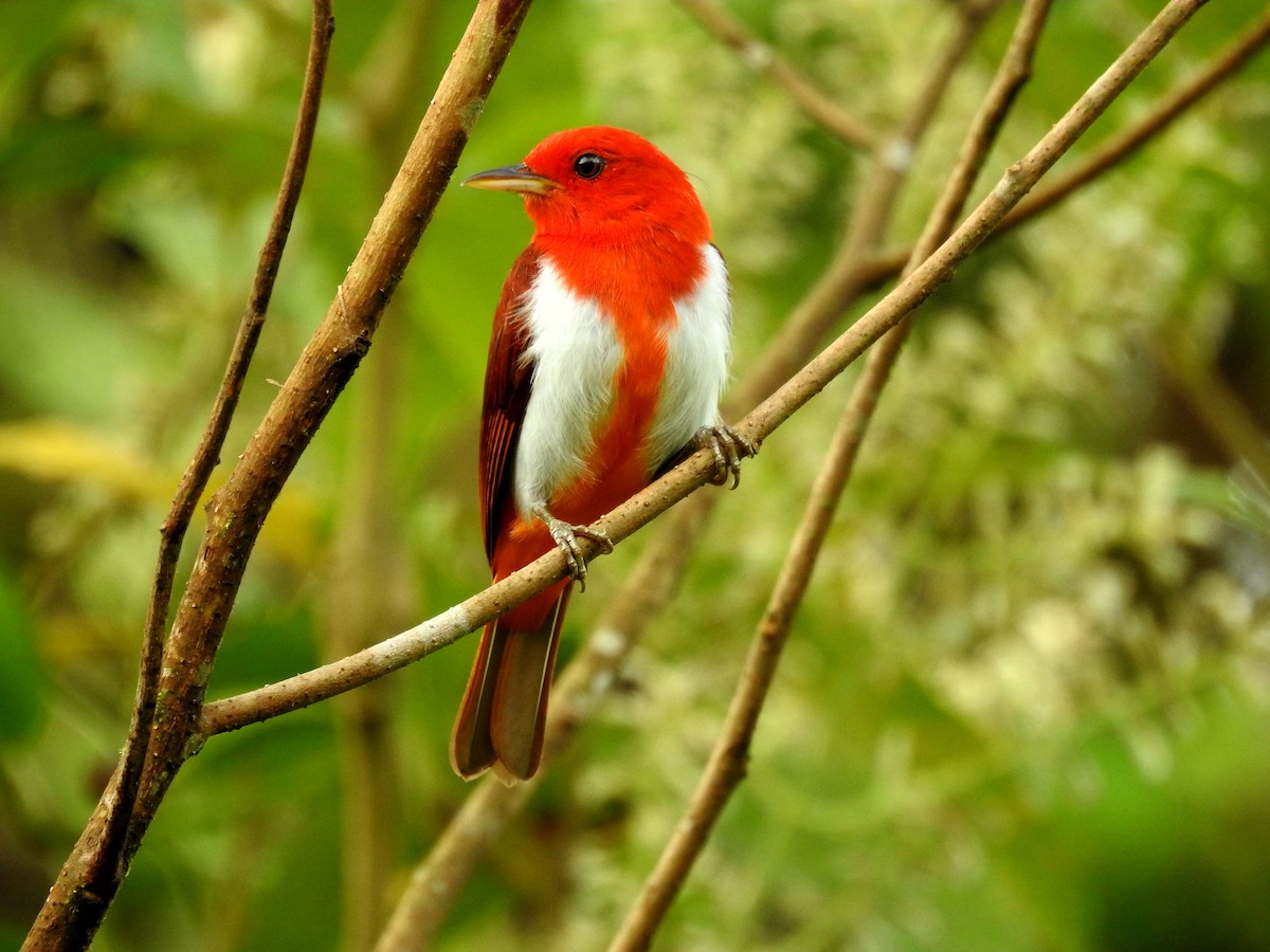 Scarlet-and-white Tanager - Marcelo Quipo