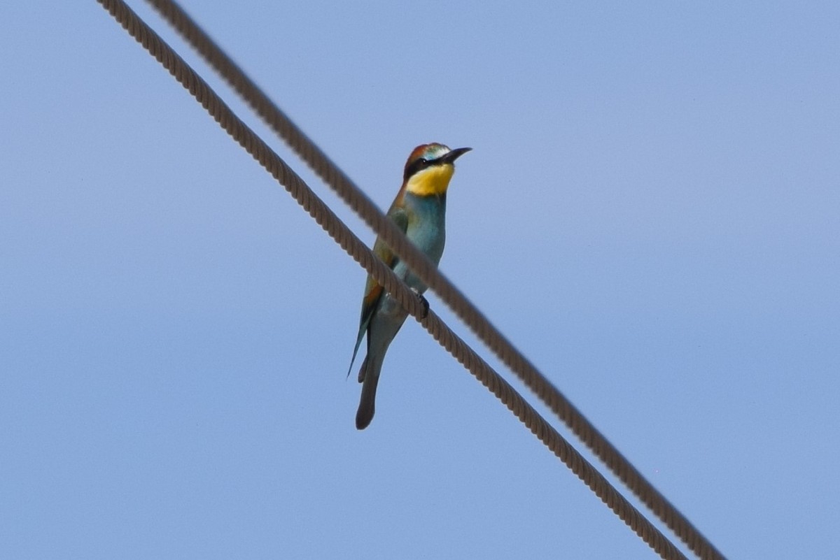 European Bee-eater - ML178274811