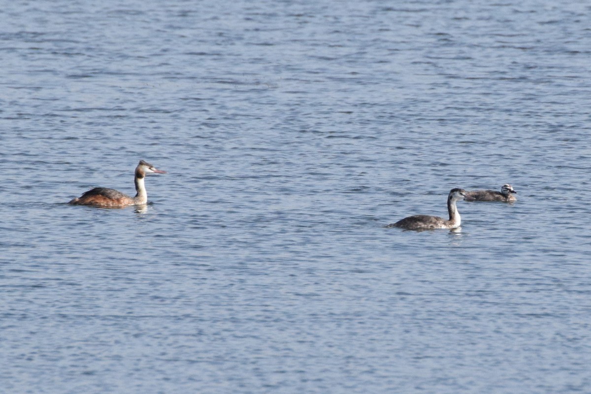 Great Crested Grebe - ML178275121