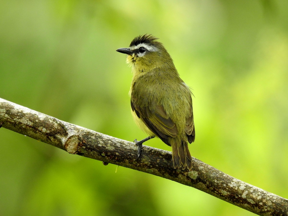 Brown-capped Tyrannulet - Marcelo Quipo