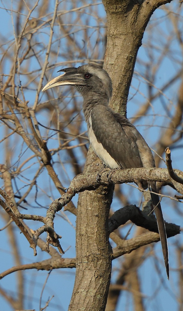 Indian Gray Hornbill - ML178278151