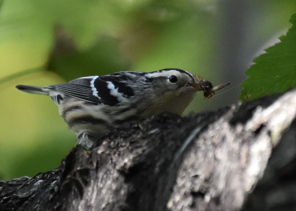 Black-and-white Warbler - Don Carbaugh