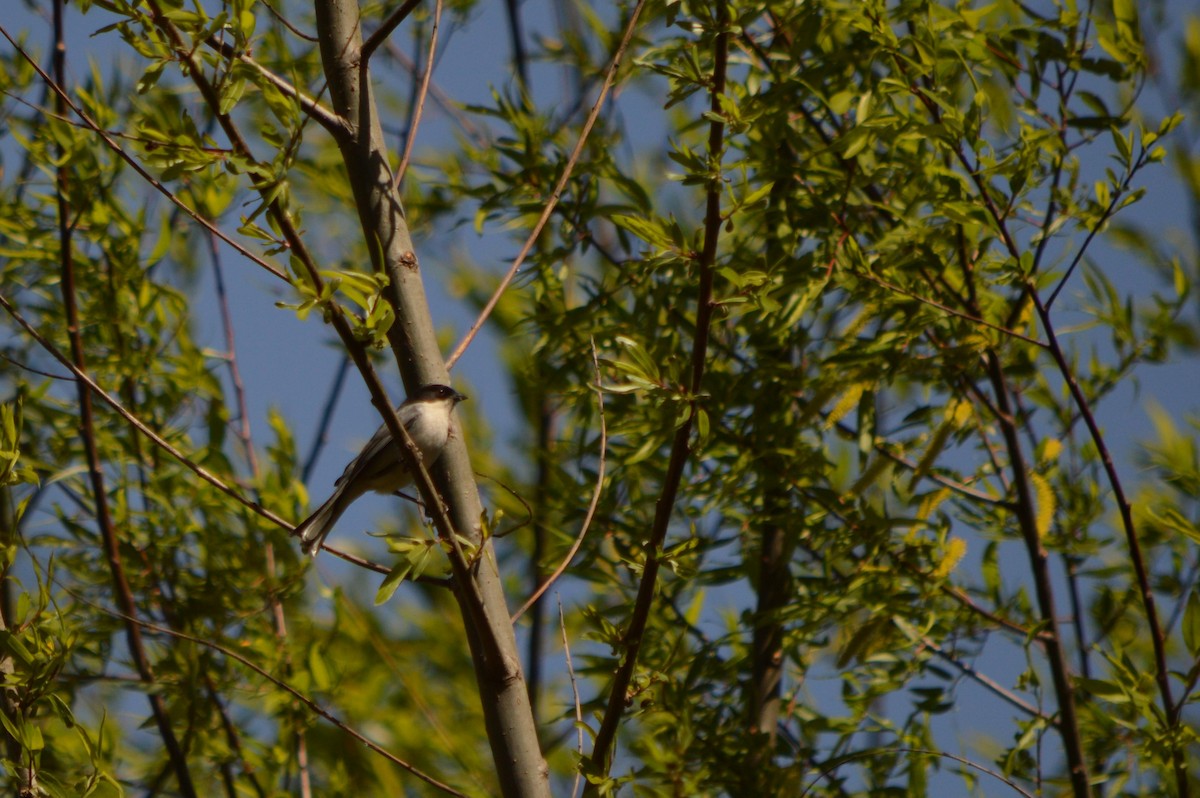 Black-capped Warbling Finch - silvia sokolovsky