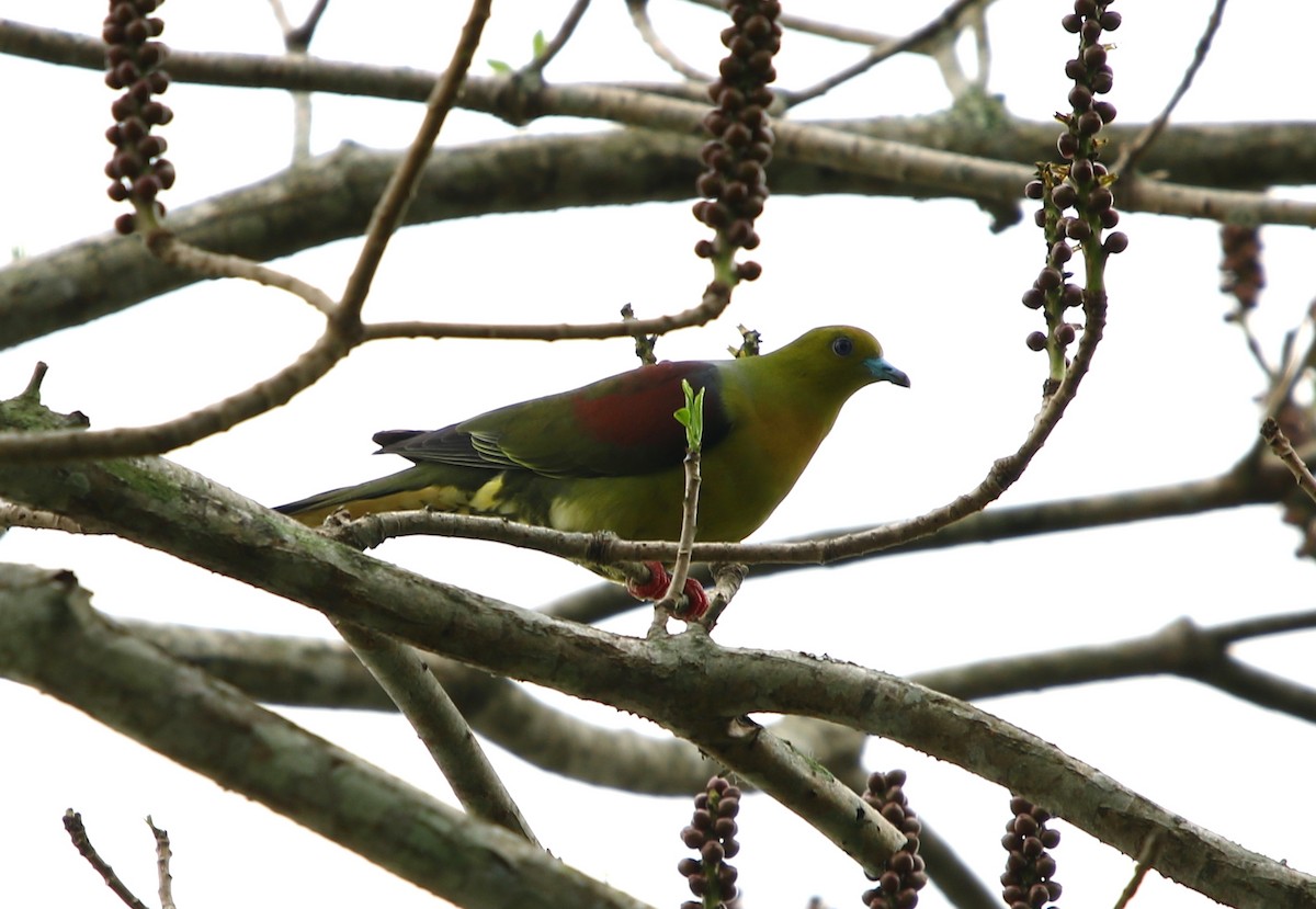 Wedge-tailed Green-Pigeon - ML178285321