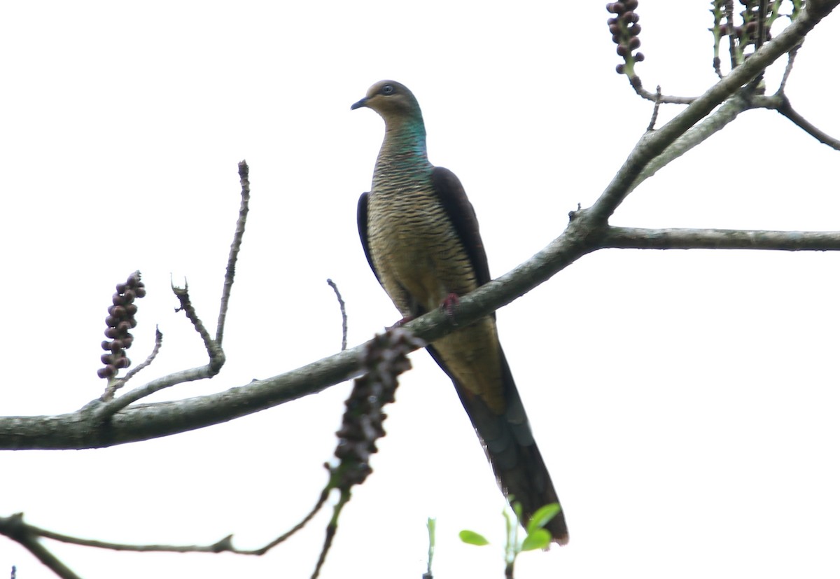 Barred Cuckoo-Dove - Bhaarat Vyas