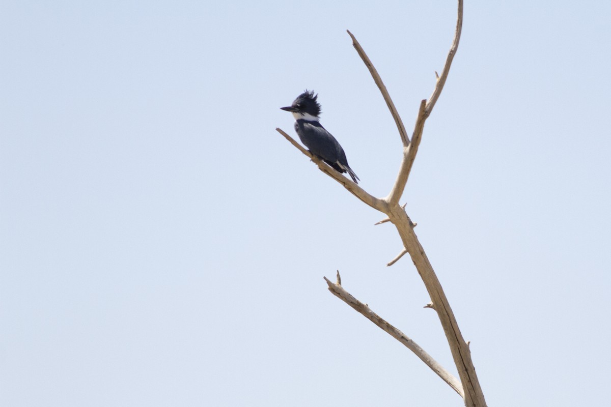 Belted Kingfisher - ML178286401