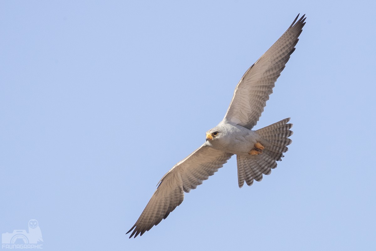 Gray Falcon - Matt Wright | Faunagraphic Wildlife Tours