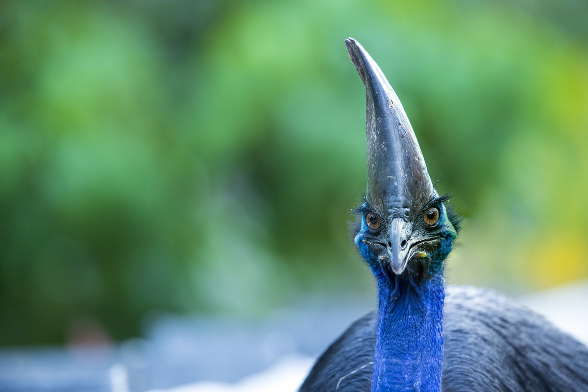 Southern Cassowary - Laurie Ross | Tracks Birding & Photography Tours