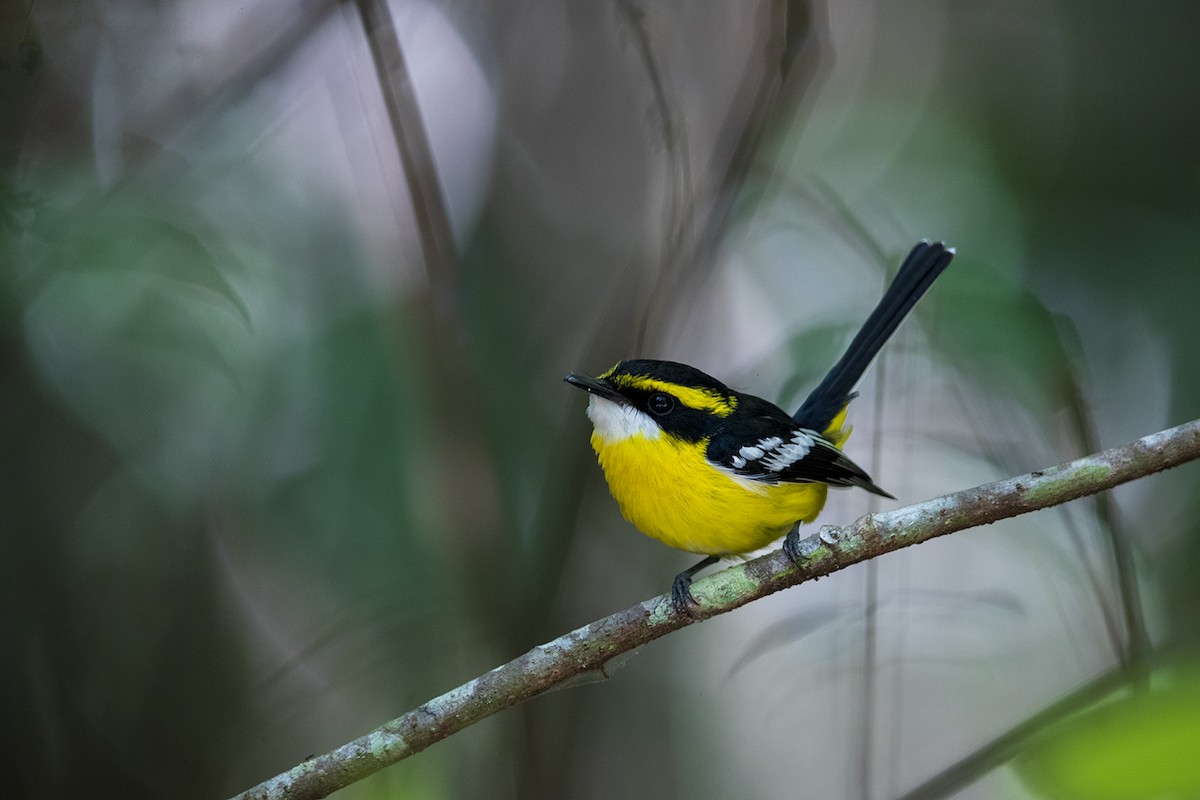 Yellow-breasted Boatbill - ML178290771