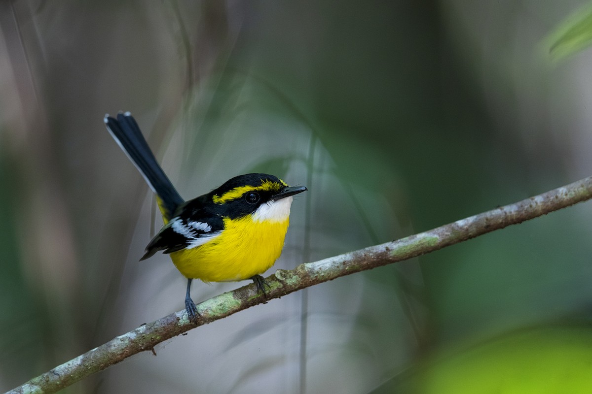 Yellow-breasted Boatbill - ML178290781