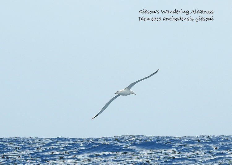 Snowy/Tristan/Antipodean Albatross - ML178290811