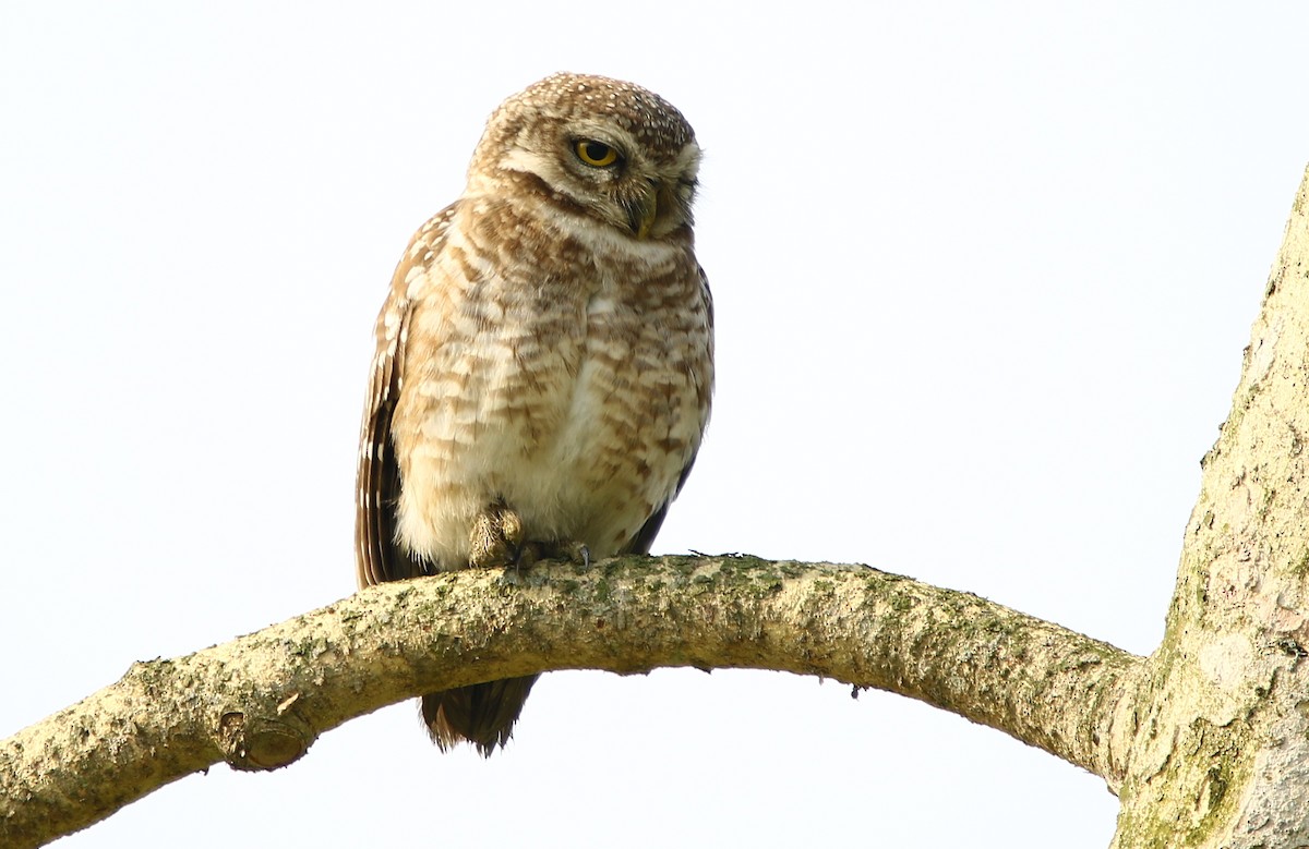 Spotted Owlet - Bhaarat Vyas