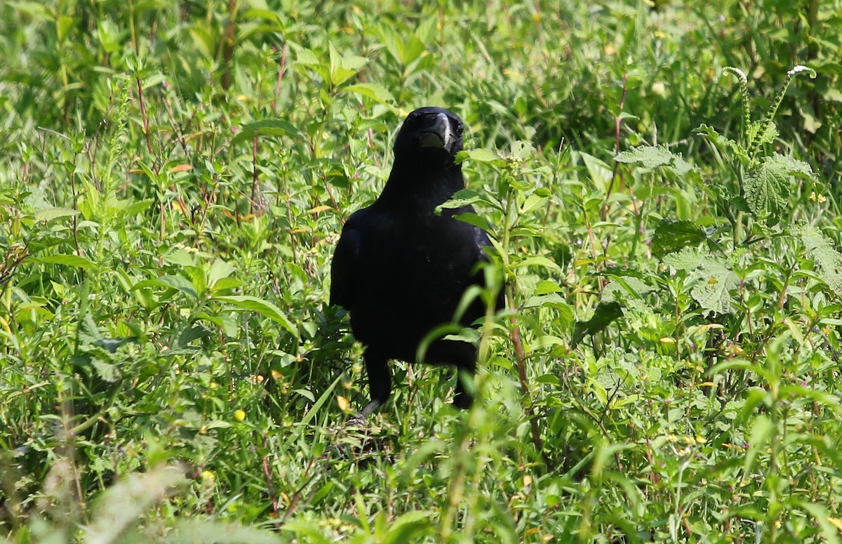 Large-billed Crow (Eastern) - ML178294231