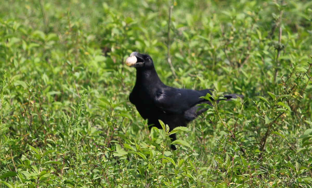 Large-billed Crow (Eastern) - ML178294241