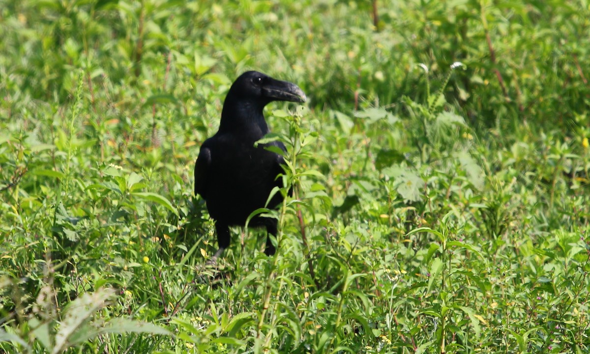 Large-billed Crow (Eastern) - ML178294251