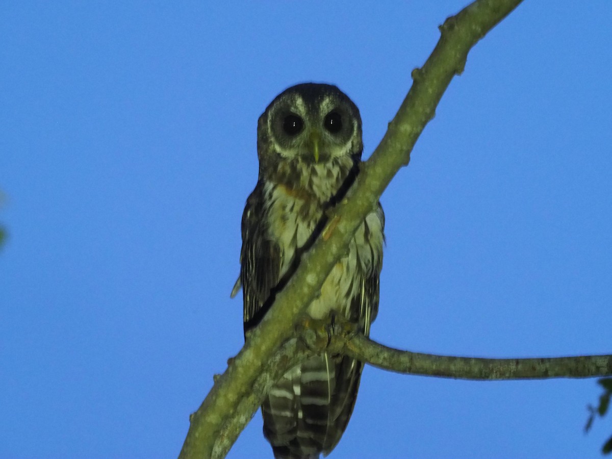 Mottled Owl - Yve Morrell