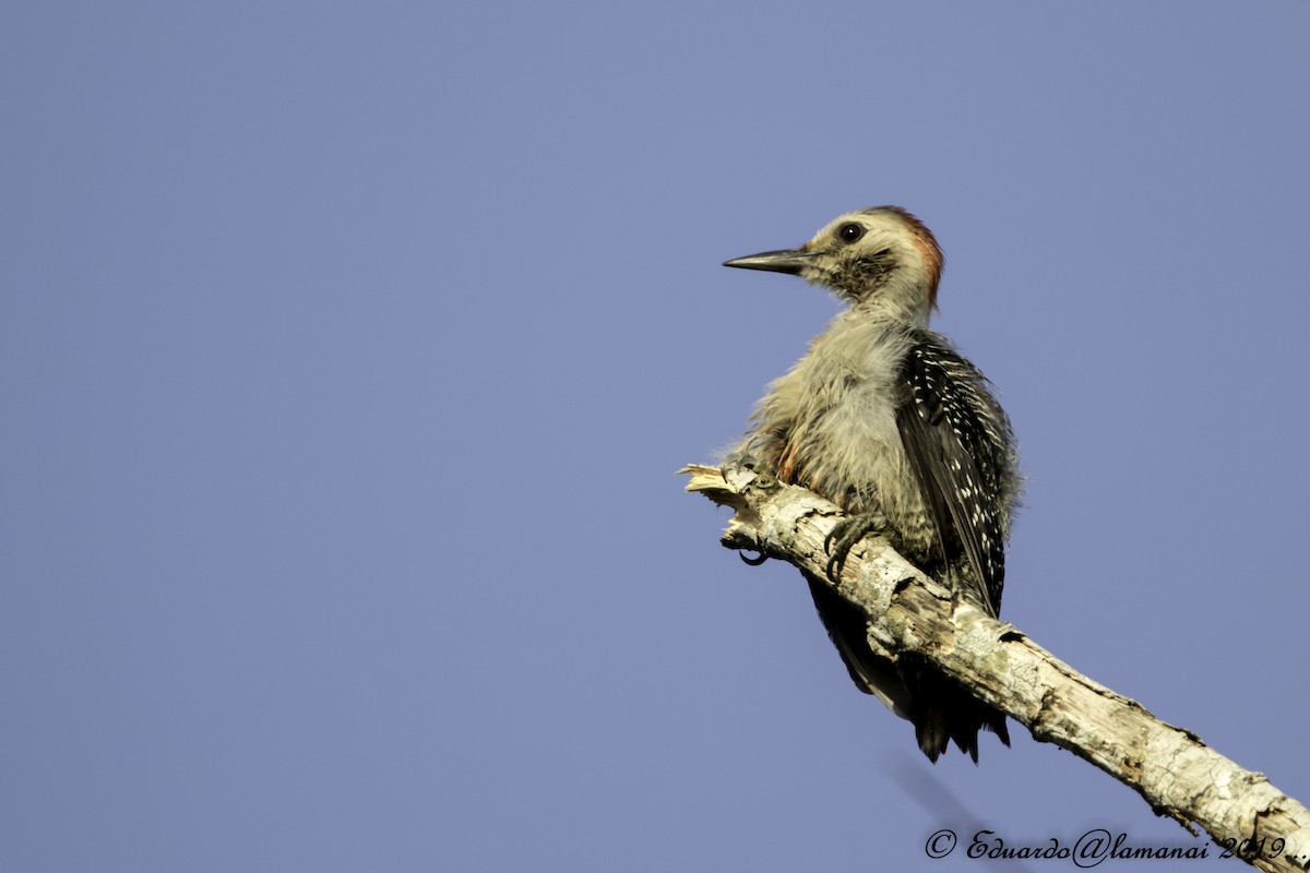 Golden-fronted Woodpecker - Jorge Eduardo Ruano