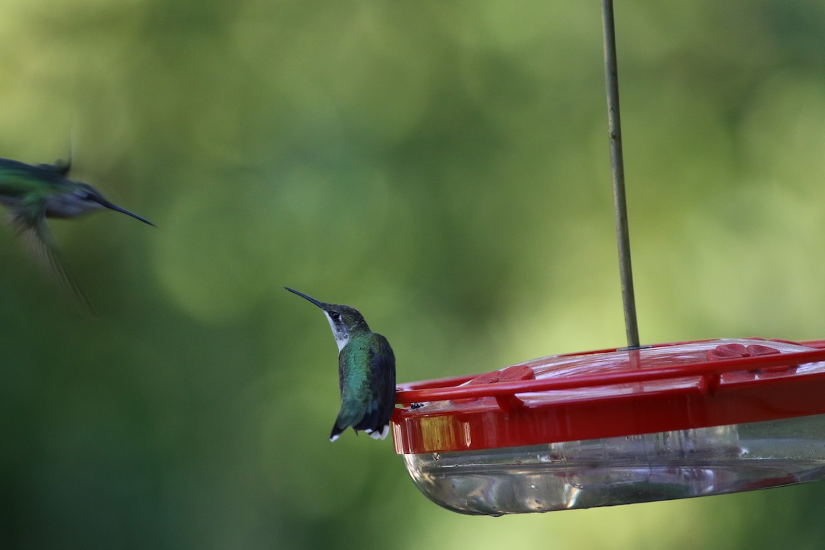 Black-chinned Hummingbird - ML178308601
