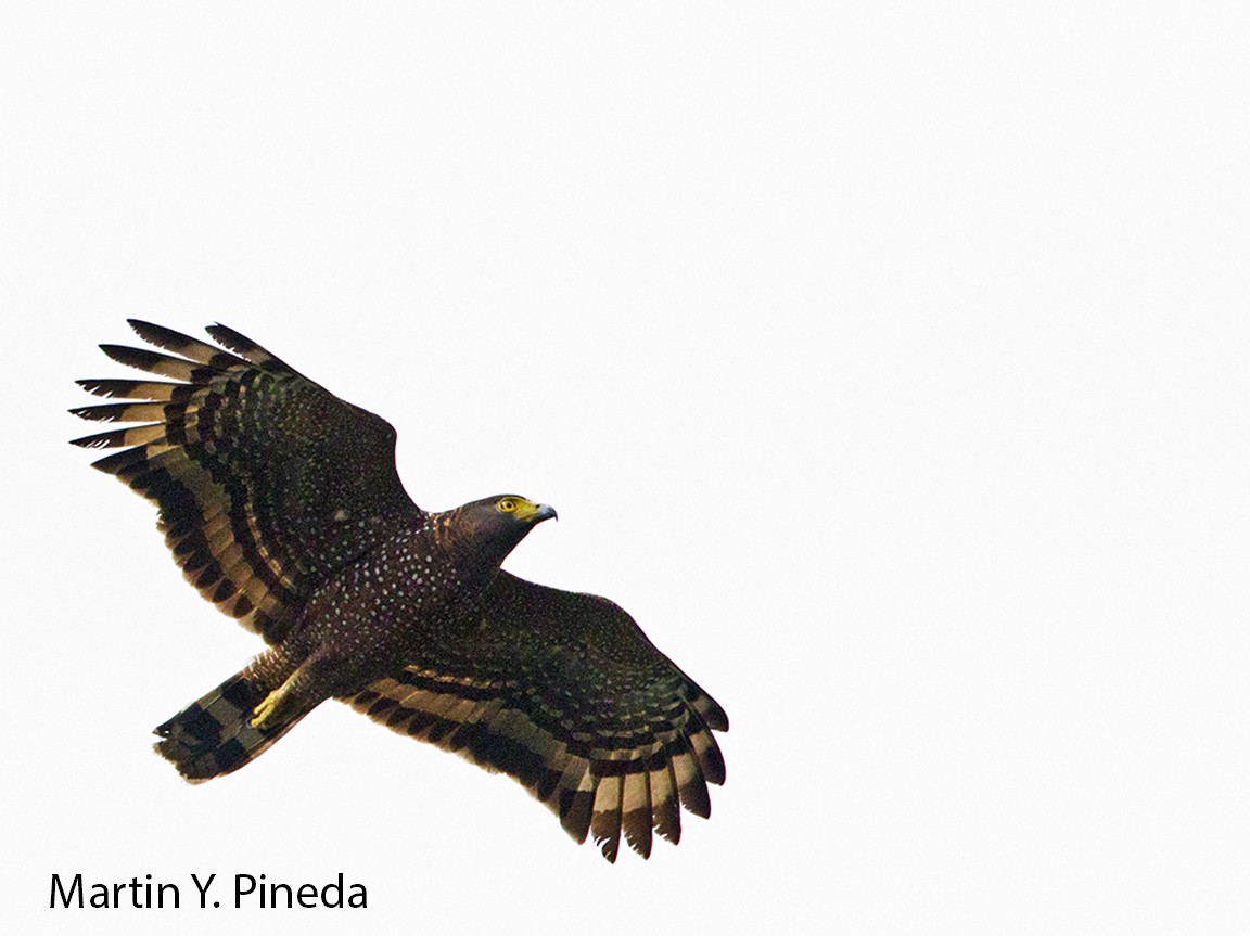 Philippine Serpent-Eagle - Martin Pineda