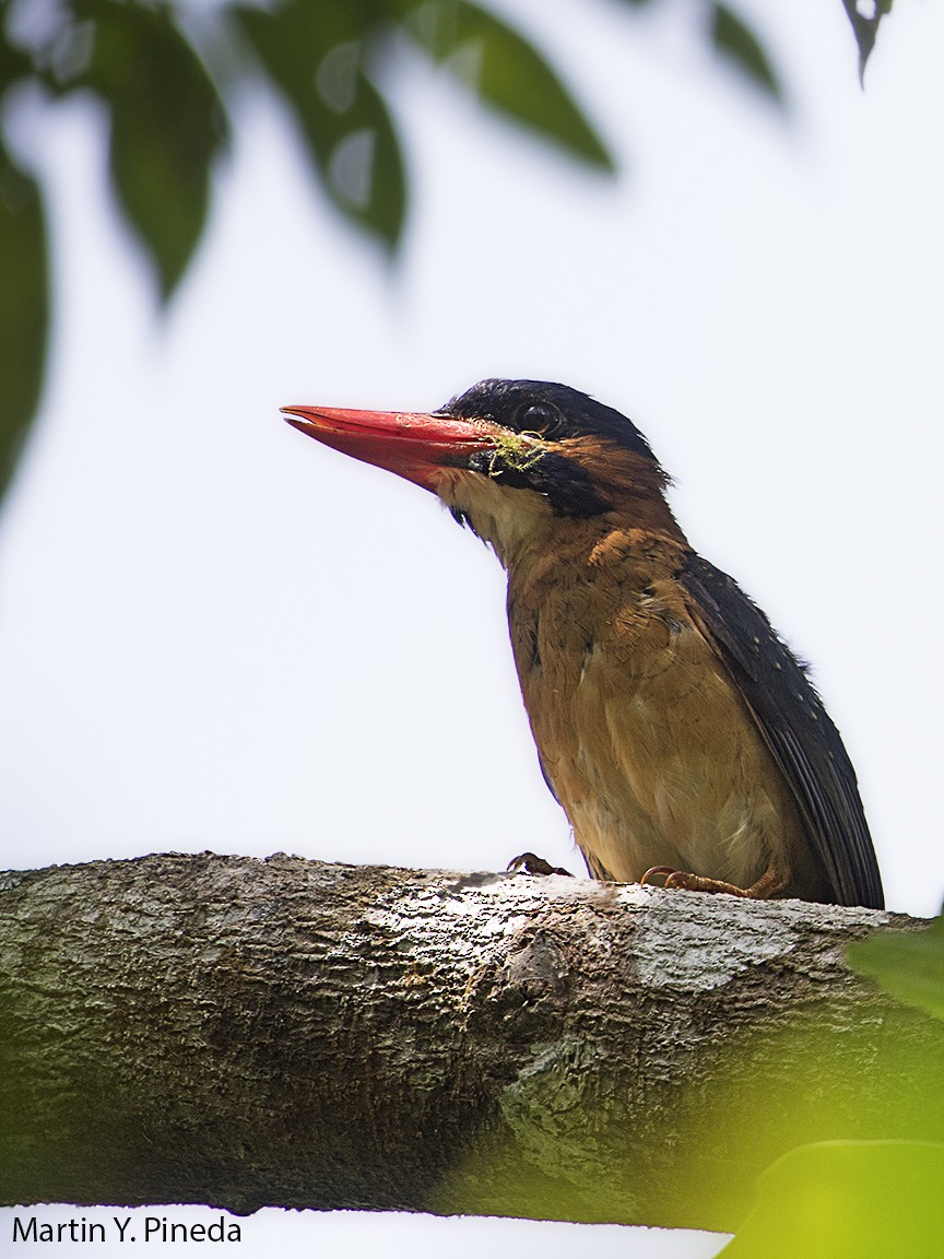Blue-capped Kingfisher - ML178309541