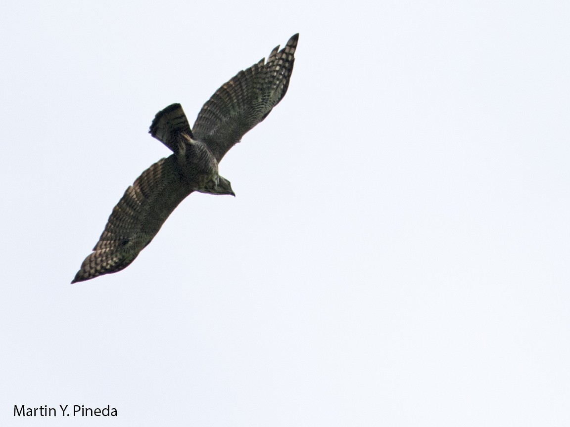 Pinsker's Hawk-Eagle - Martin Pineda