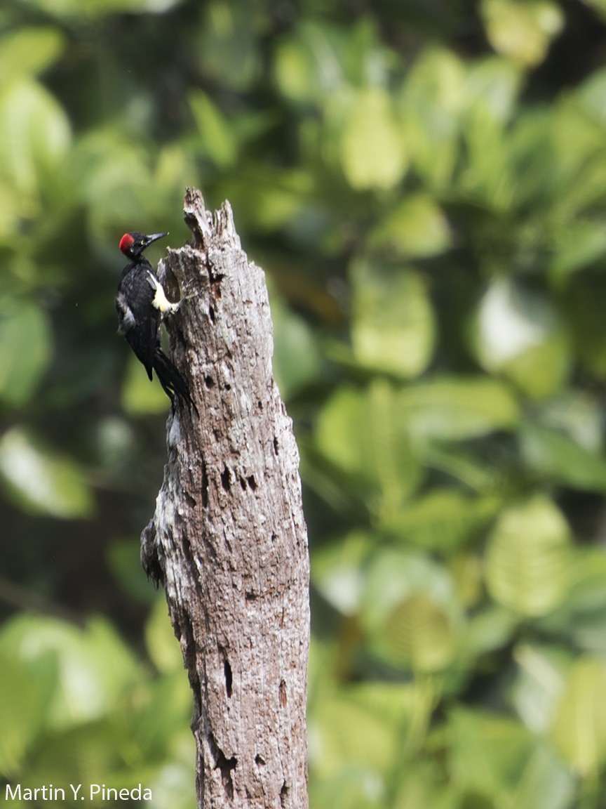White-bellied Woodpecker - ML178310741