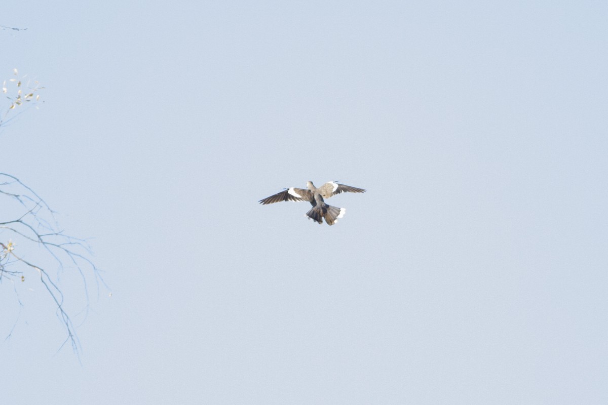 White-winged Dove - ML178311501