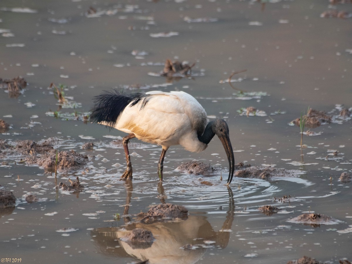 African Sacred Ibis - T I