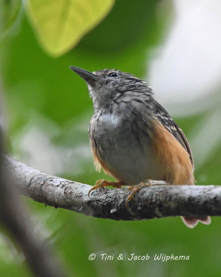Peruvian Warbling-Antbird - ML178313961