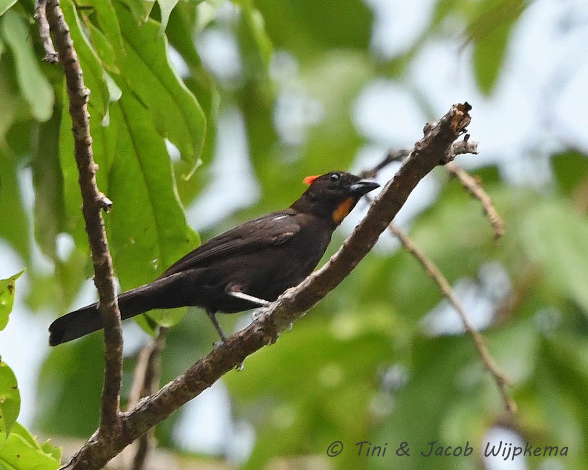 Flame-crested Tanager - ML178314251