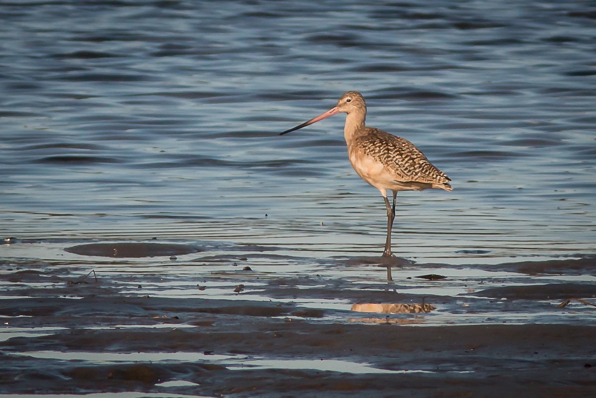 Marbled Godwit - Terry Boswell