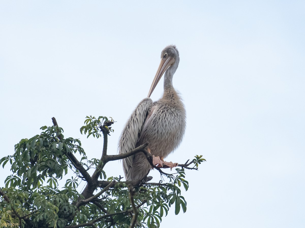 Pink-backed Pelican - T I
