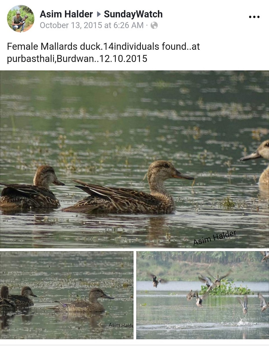 Mallard - Birdwatchers' Society of Bengal
