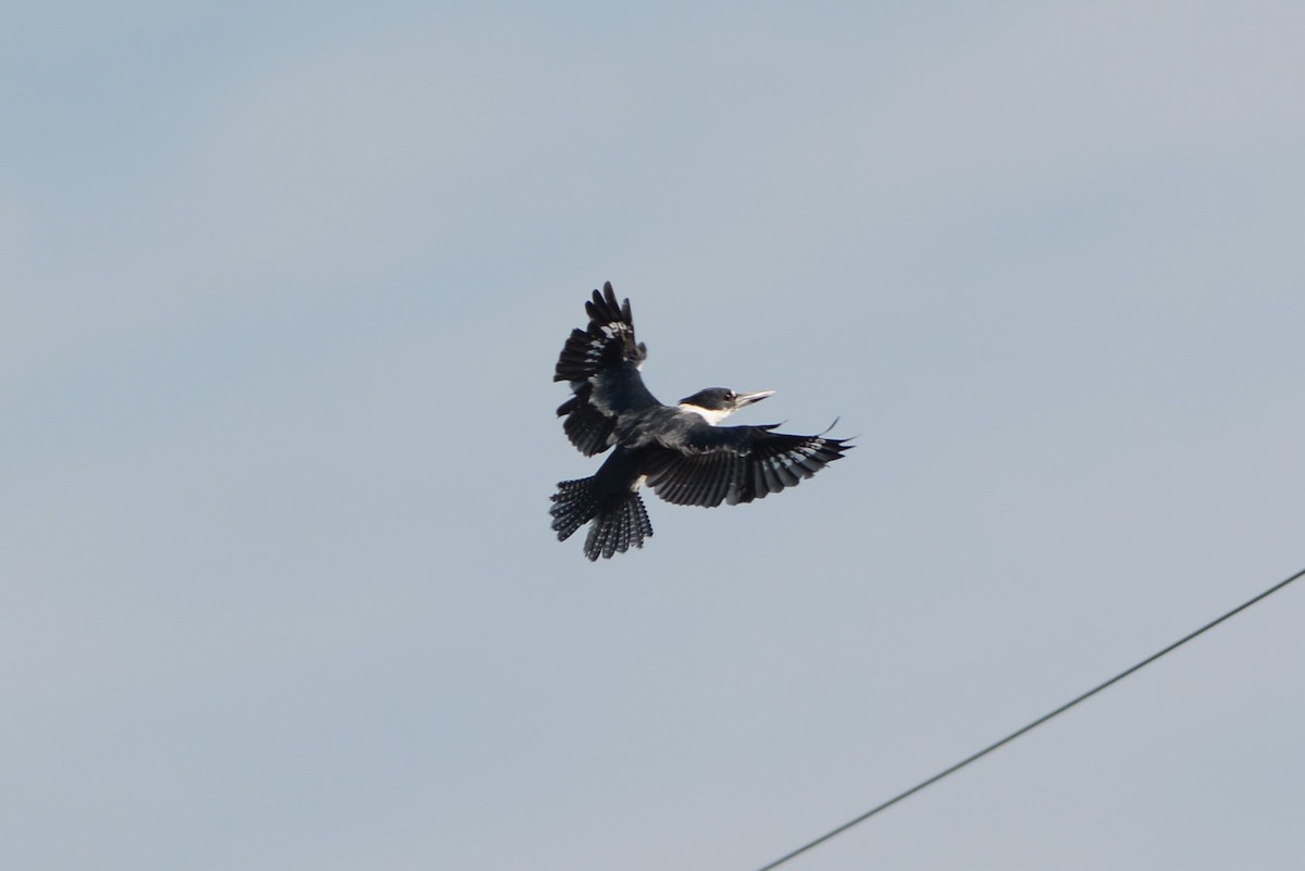 Belted Kingfisher - ML178320741