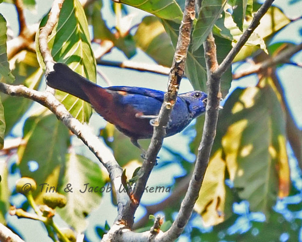 Opal-rumped Tanager - ML178323041